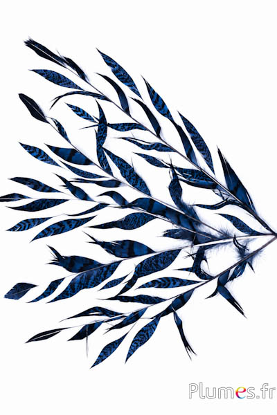 Fagiano di Colchide Spiga - 20-30 cm - blu notte